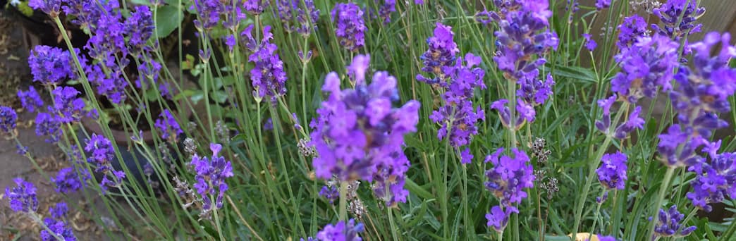 Lavendel in bloei: close-up